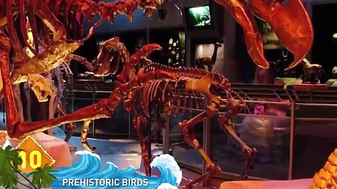 8 - 11 Most DANGEROUS Birds