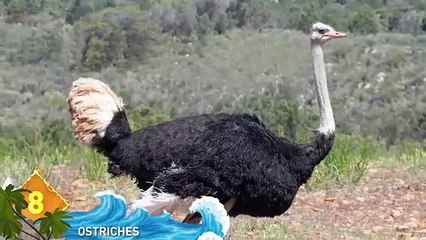 9 - 11 Most DANGEROUS Birds