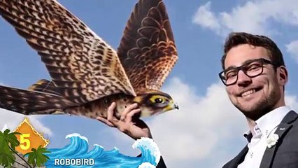 10 - 11 Most DANGEROUS Birds