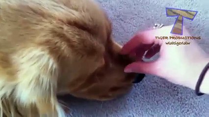 17 - Animals never fail to make us laugh - Super funny animal compilation