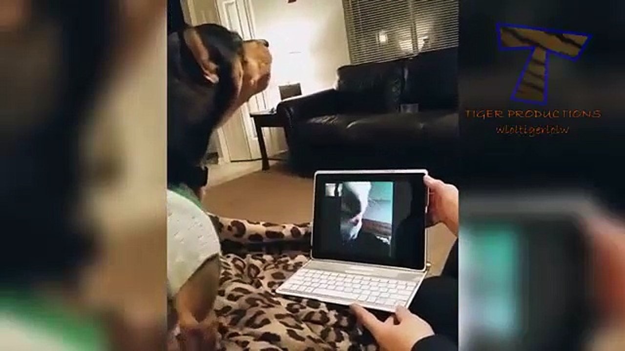 14 - Animals never fail to make us