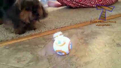 15 - Animals never fail to make us  funny animal compilation