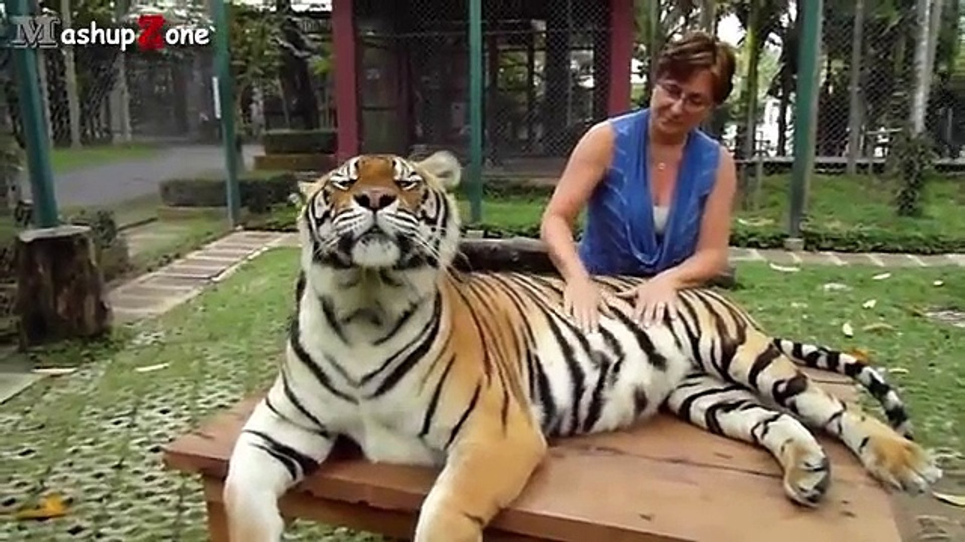 19- Funny Animals - A Funny Animal