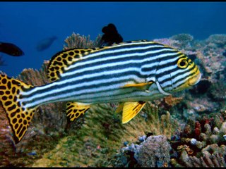 15 Most beautiful  fishes ever in the  World