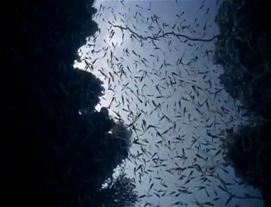 COUSTEAU Le Monde Sans Soleil , 1964
