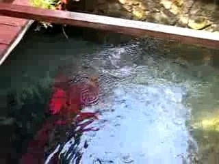 truite sauteuse restorant croatie