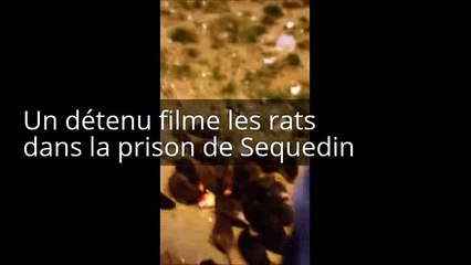 Un détenu filme une invasion de rats dans sa prison