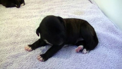 8ème vidéo Chiot n°5 Femelle de la 26ème portée de STAFFORDLAND