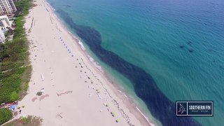 Epic Drone Footage of the Florida Mullet Run