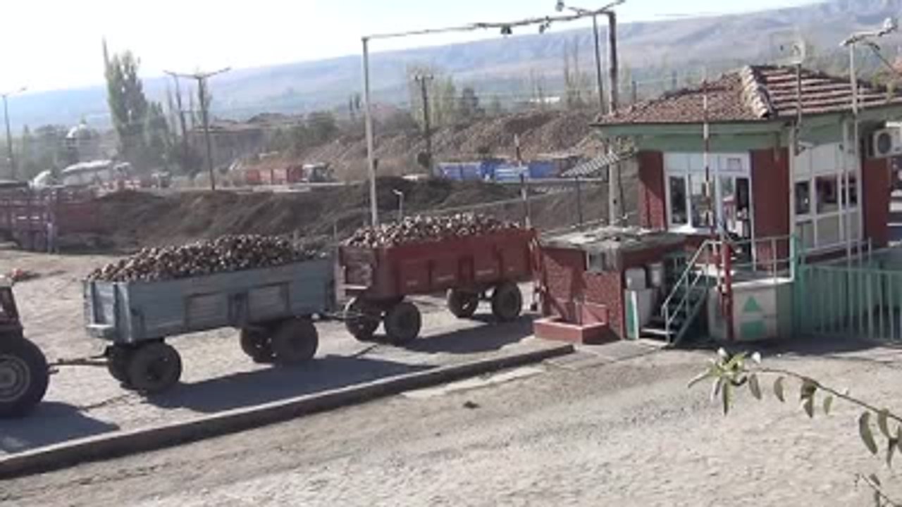 Pancar Teslimi Için Günlerce Sıra Bekliyorlar - Amasya