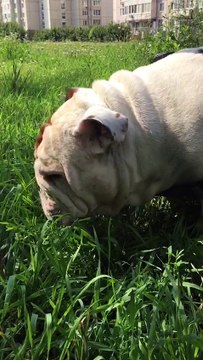 Свежая травка собака прикол бульдог