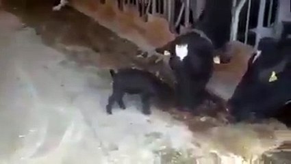 Dangerous Fight Of Bull Vs Goat Be Careful