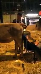 Man Listing Music -cow make a Fun