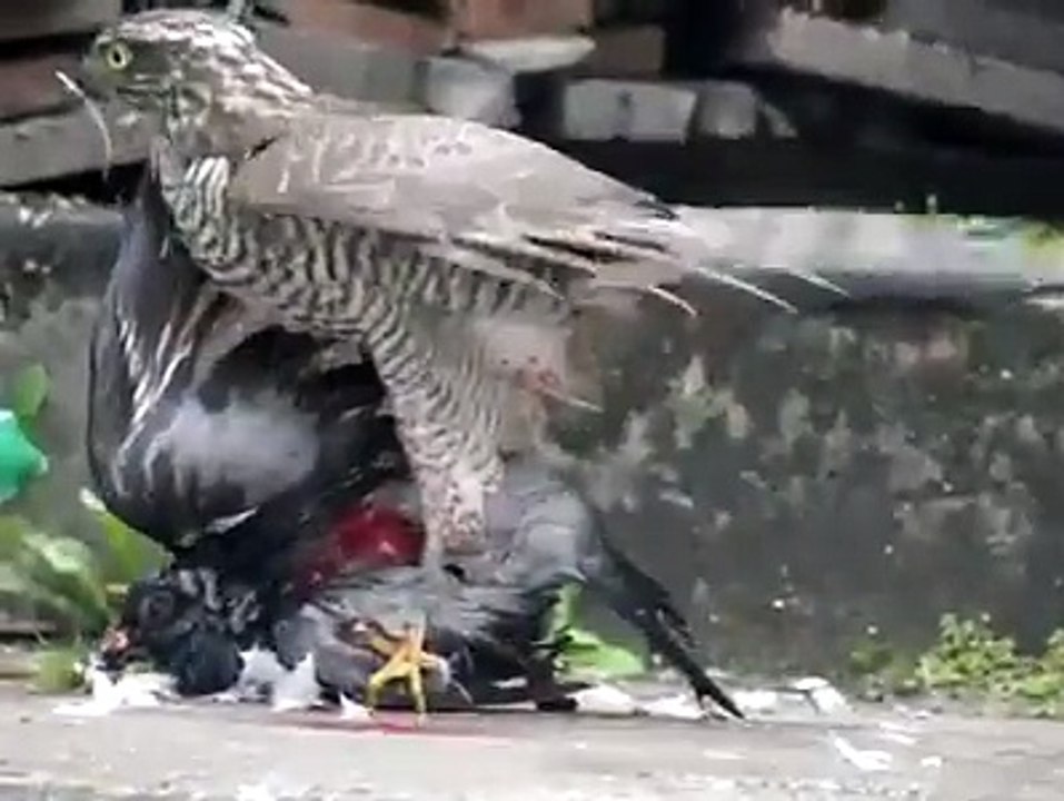 Most Amazing Wild Animals Attacks #21 Eagle Attack Eagle vs Snake, Goat, Man,