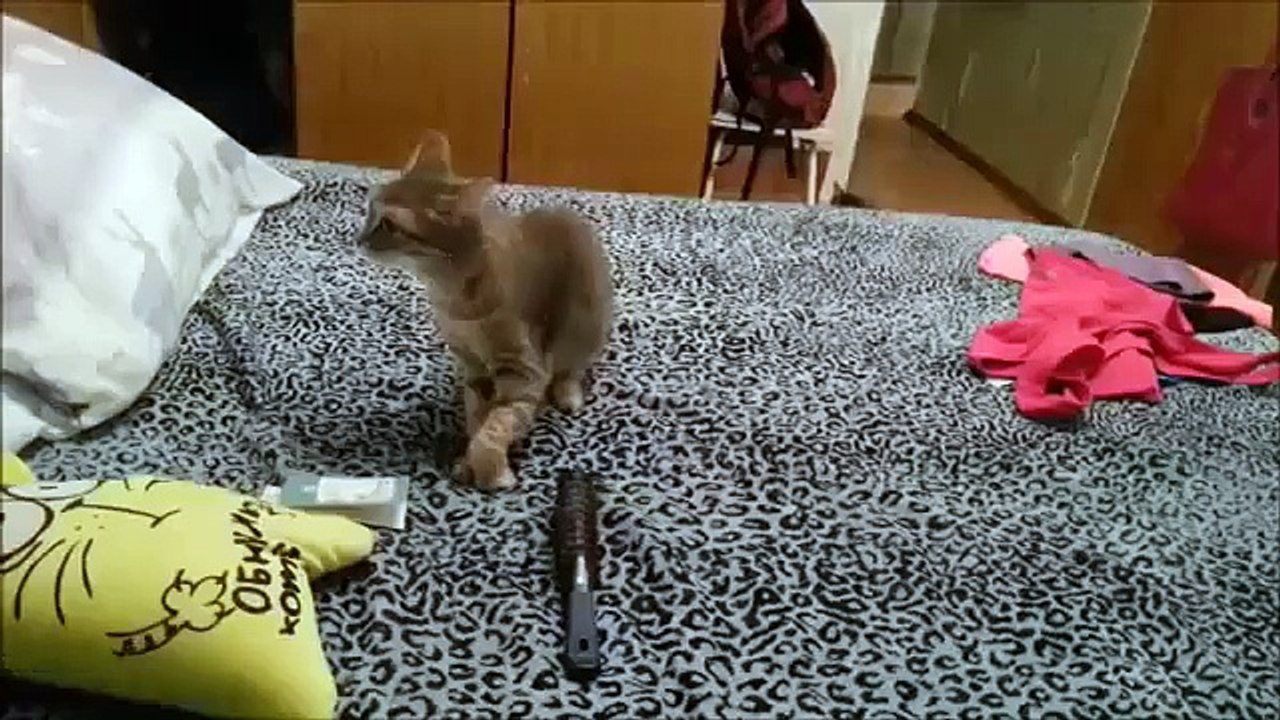 Cat sneezed and startled another cat