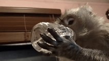 Java Macaque Shows His Love for Water