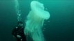 Scuba Divers Encounter Rare Jellyfish Beneath the Surface
