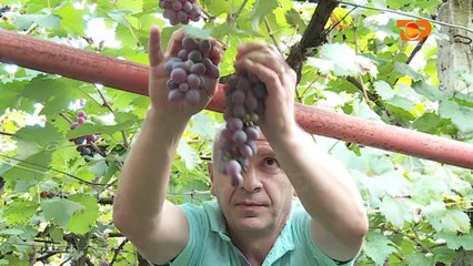 Ne Shtepine Tone, 12 Tetor 2016, Pjesa 5 - Top Channel Albania - Entertainment Show