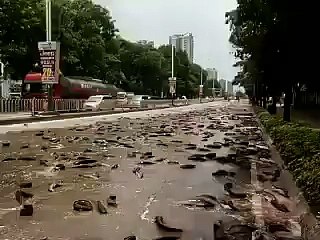 WACTH!! 6,800 Kilos of Fish Spilled Onto China Road