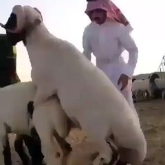 Sheep Meating Most Funny Video LOLLLL