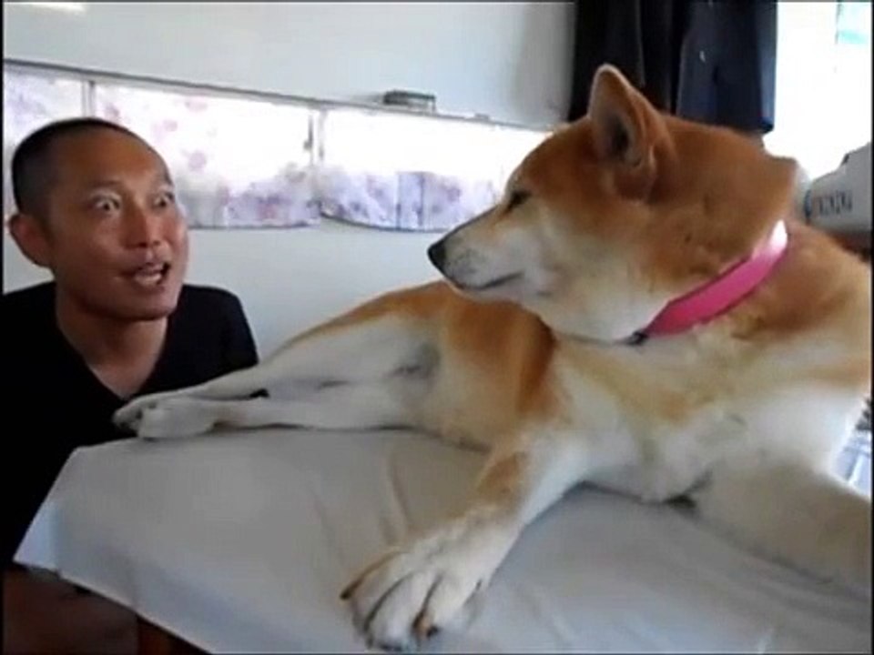 Anti-Kissing Shiba Inu