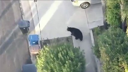 Il rencontre un ours par erreur