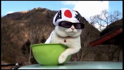 Best Funny Cats Video compilation for you guys to get rid of frustration 2016