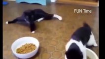 Funny Cat Fails compilation (Best Funny Cats videos,try not to laugh) 1