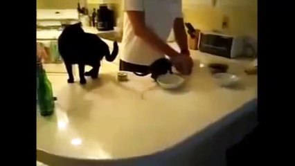 Лучшая нарезка приколов с котами 2015 -- Best funny cats 2015