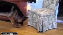 Приколы с кошками Прикольные Кошки Видео Funny Cats mp4 Смотри!