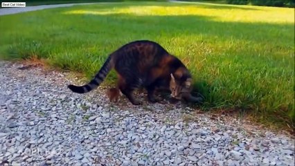 Funny CATS COMPILATION 2015 - Funny Videos 2015 -- ПРИКОЛЫ С КОТАМИ..