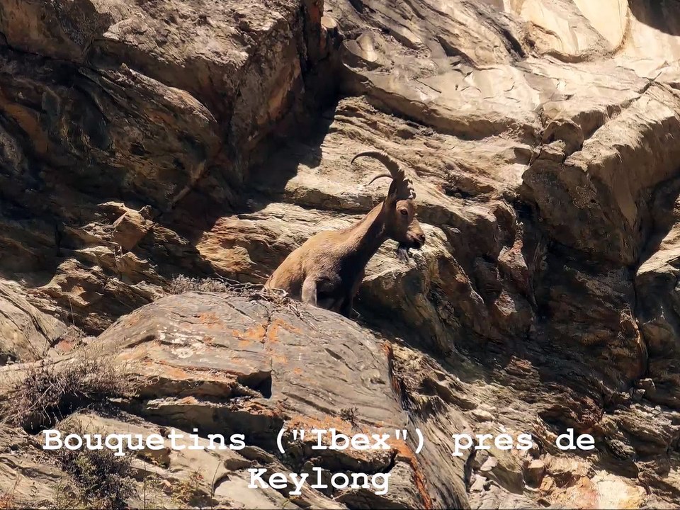 Bouquetins - Keylong
