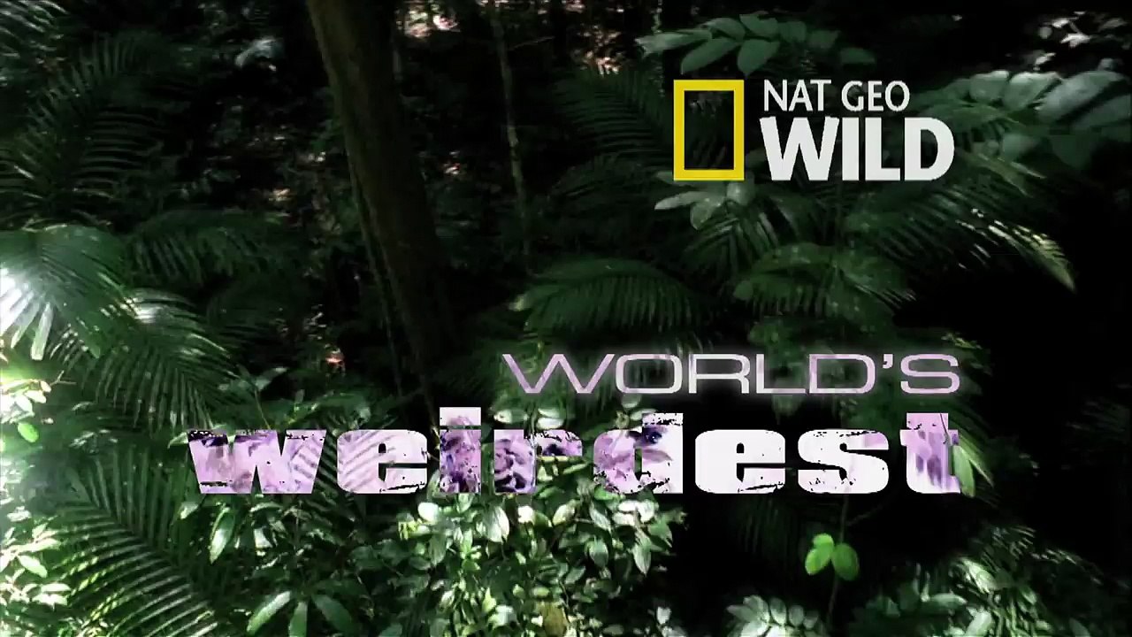 Weird Killer of the Deep | World's Weirdest