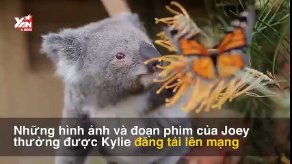 Chú Koala mồ côi gây sốt mạng xã hội