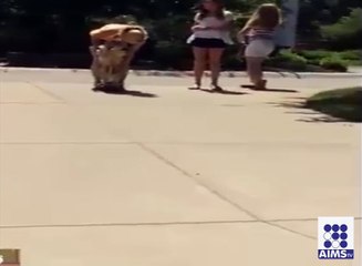 ایسا کتا جس کو سکوٹی چلانے کی مہارت حاصل ہے