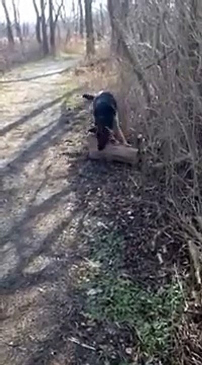 Quand ton chien veut ramener un bout de bois... Un très gros!
