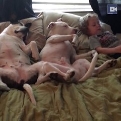 Little Boy Puts Dogs To Sleep.