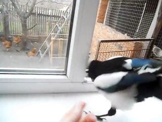 Magpie bird laughs just like a child!