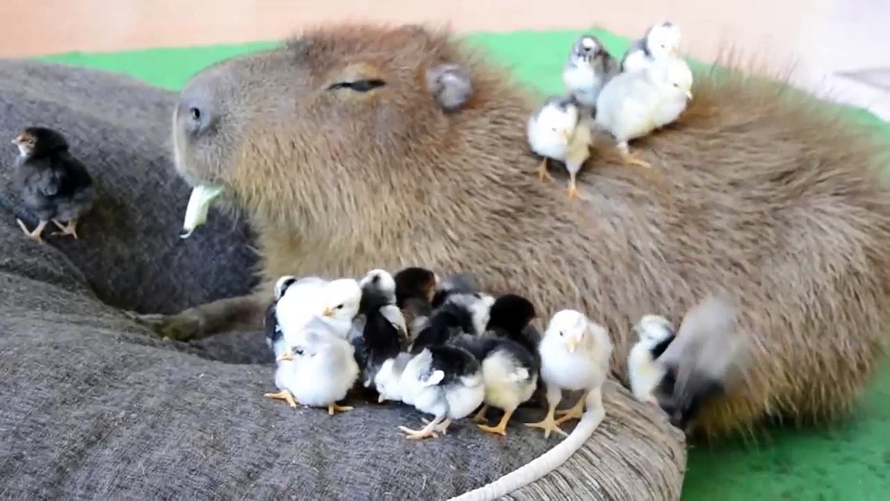 Capybara and chickens