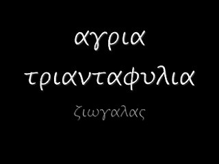 αγρια τριανταφυλια 21 rem_0001