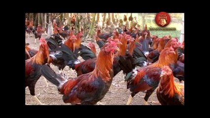 Hawaiian Breeder - Pat & Joe Royos - Royos Gamefarm (Part 2)