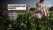 Analysis: Afghanistan opium production increases by 10 percent