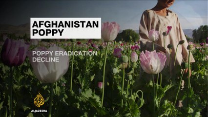 Analysis: Afghanistan opium production increases by 10 percent