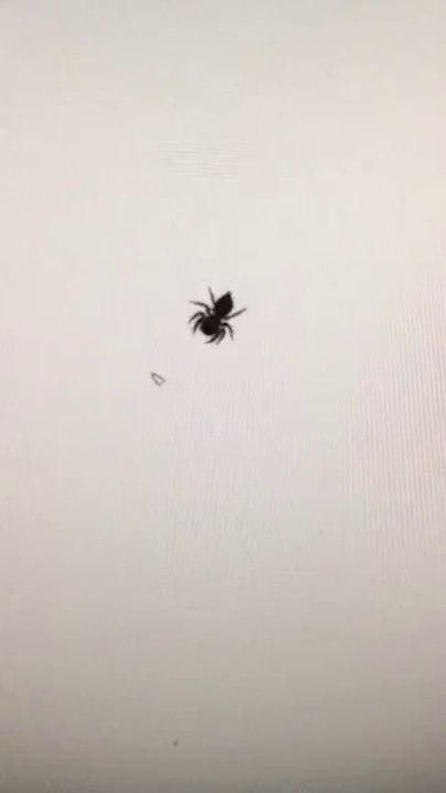 Araignée vs Curseur de souris