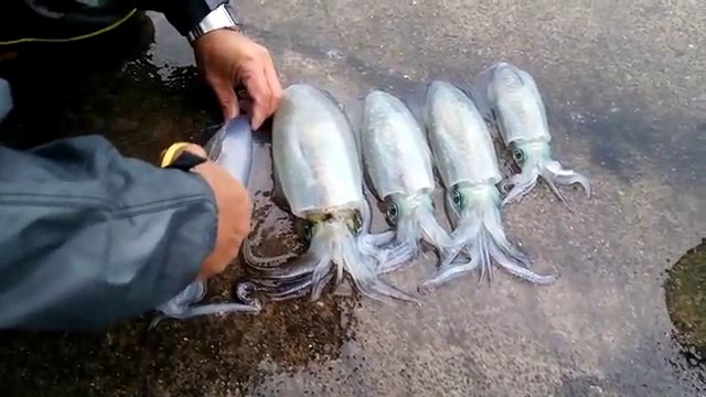 Le calmar perd sa couleur une fois mort