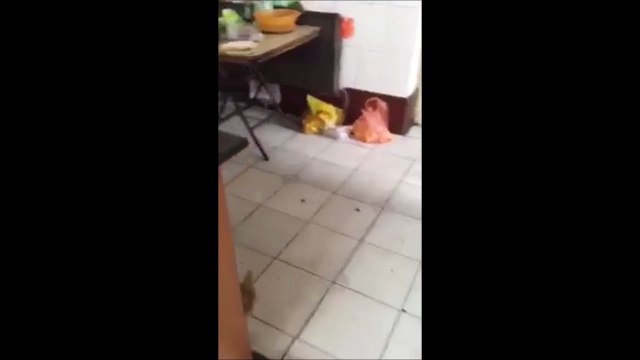 Rat vs Chat... Quand le rat prend le dessus