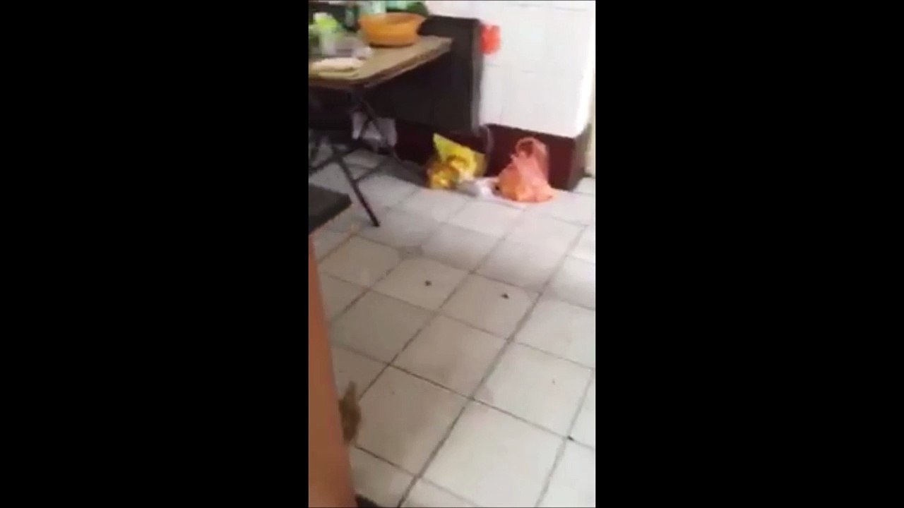 Rat vs Chat... Quand le rat prend le dessus