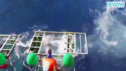 Çekim yapan belgeselcinin kafesine girdi