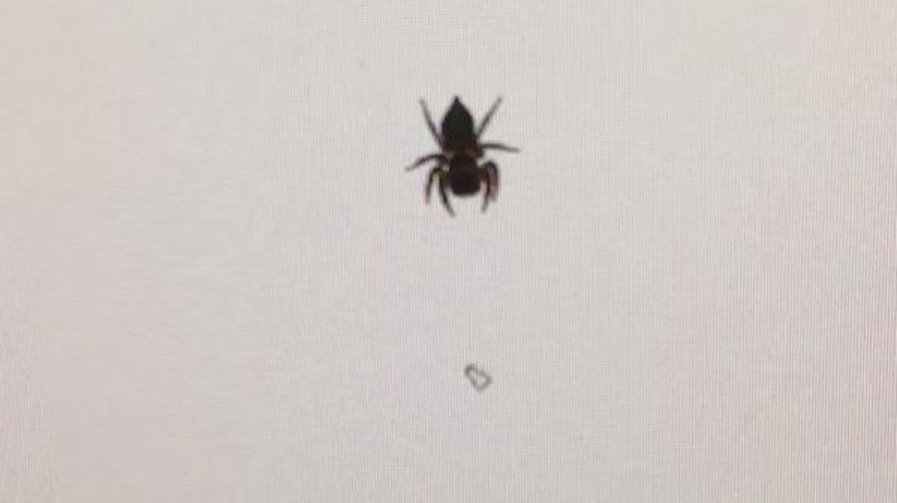 Araignée vs Curseur de souris