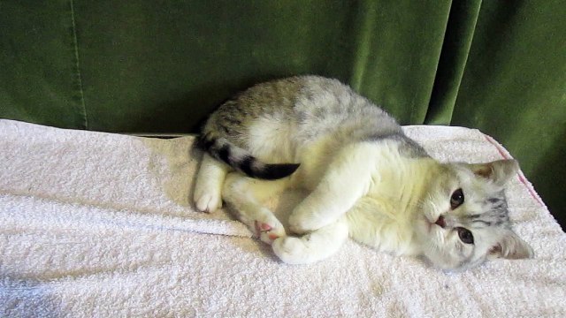 Chaton british shorthair a vendre : Heart's Desire's Malick- chatterie en dordogne -24-